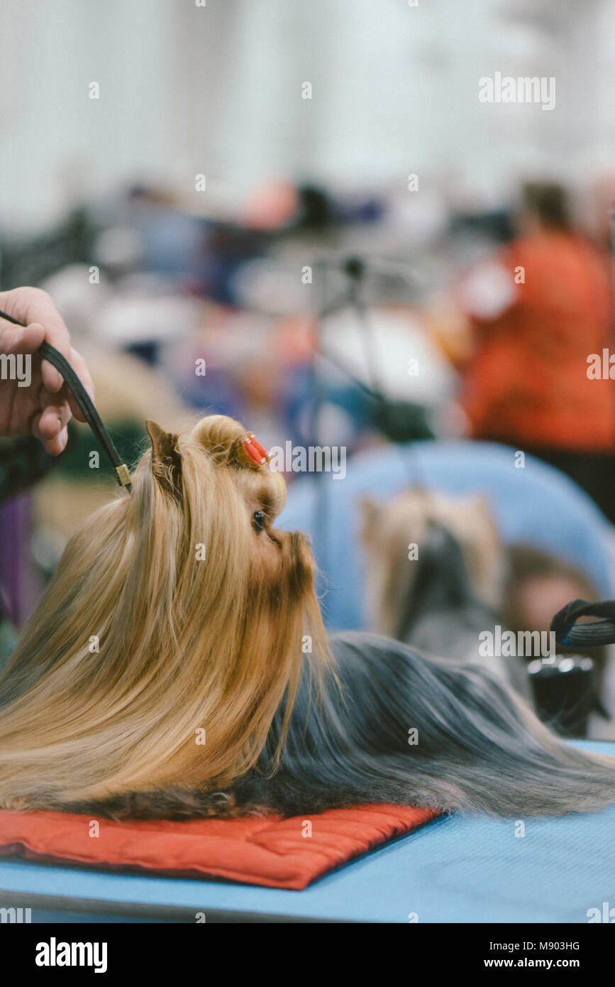 Celtic Classic Dog Show 2018 toy group Yorkshire terrier Stock Photo