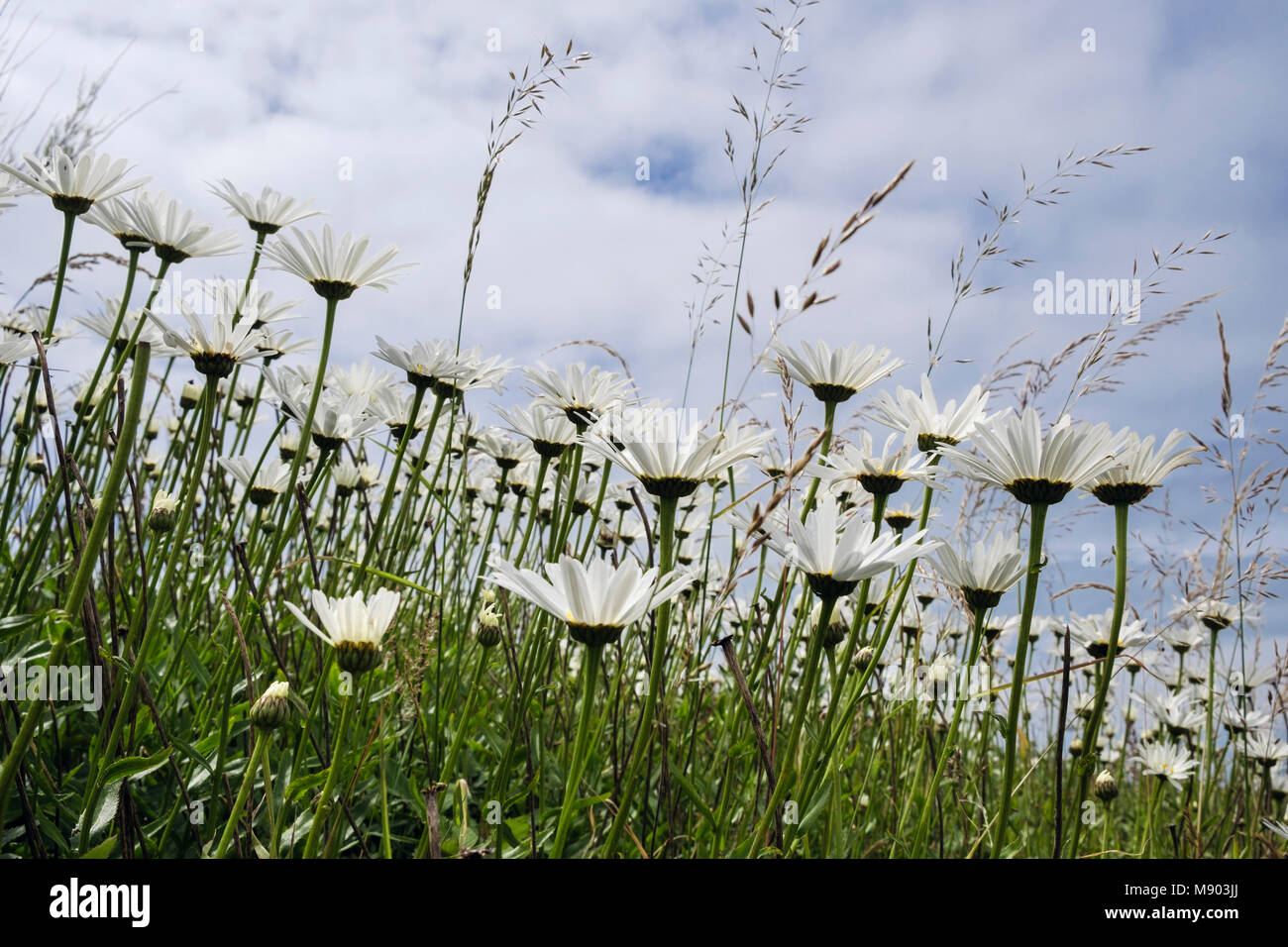 Worm's eye view of Ox-Eye Daisies (Leucanthemum vulgare) growing with wild grasses in summer. UK, Britain Stock Photo