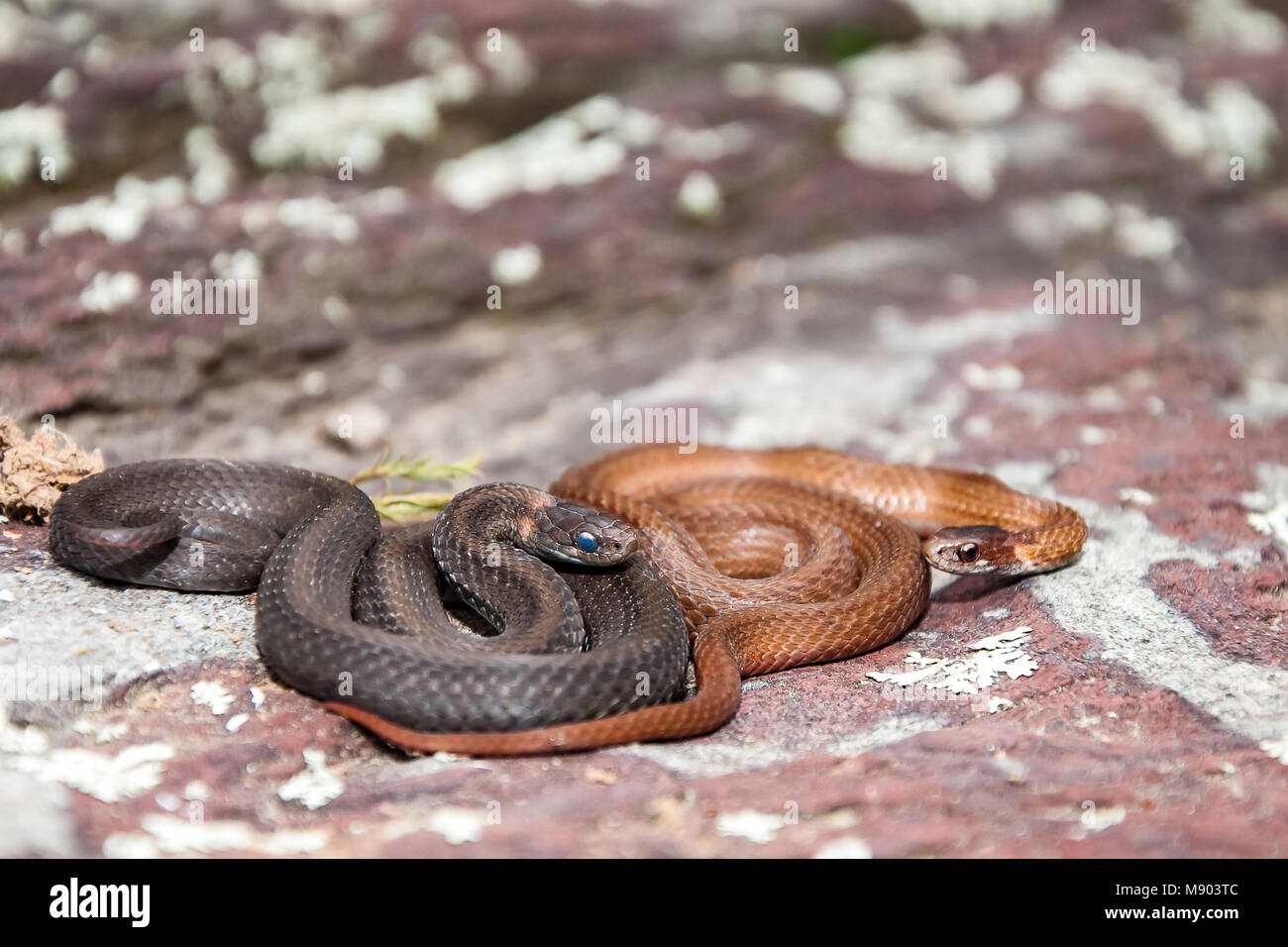 Gray and Brown phase of Red-bellied Snakes (Storeria occipitomaculata) Stock Photo