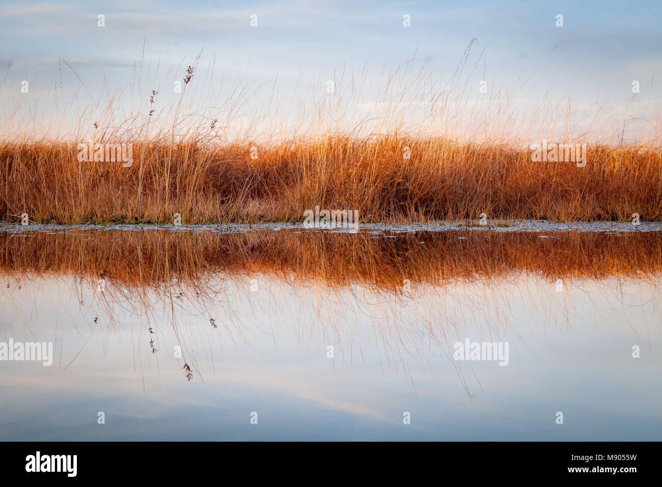 Orange reeds hi-res stock photography and images - Alamy