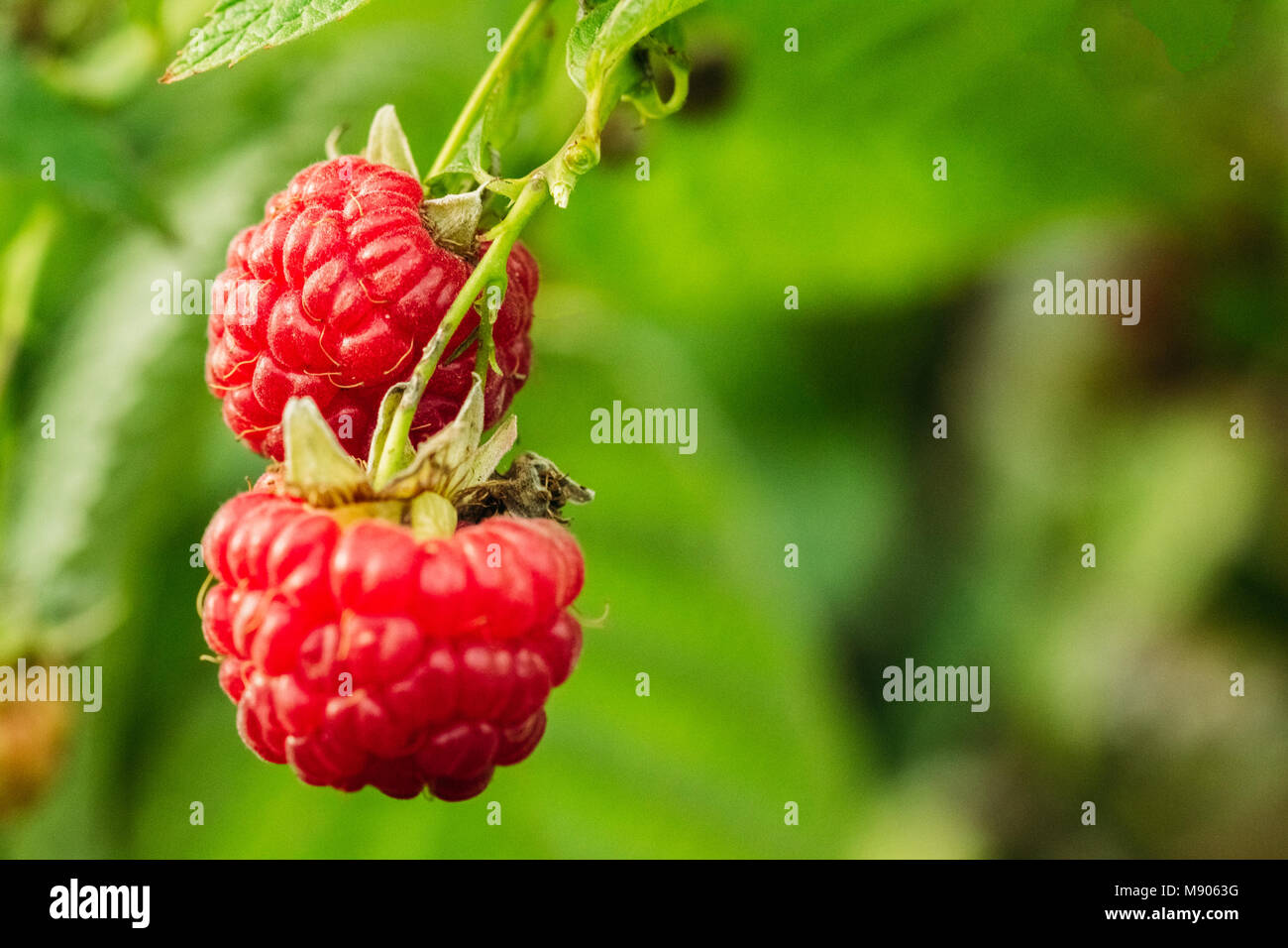 2 Raspberries Two raspberries on a green background close-up Stock Photo - Alamy