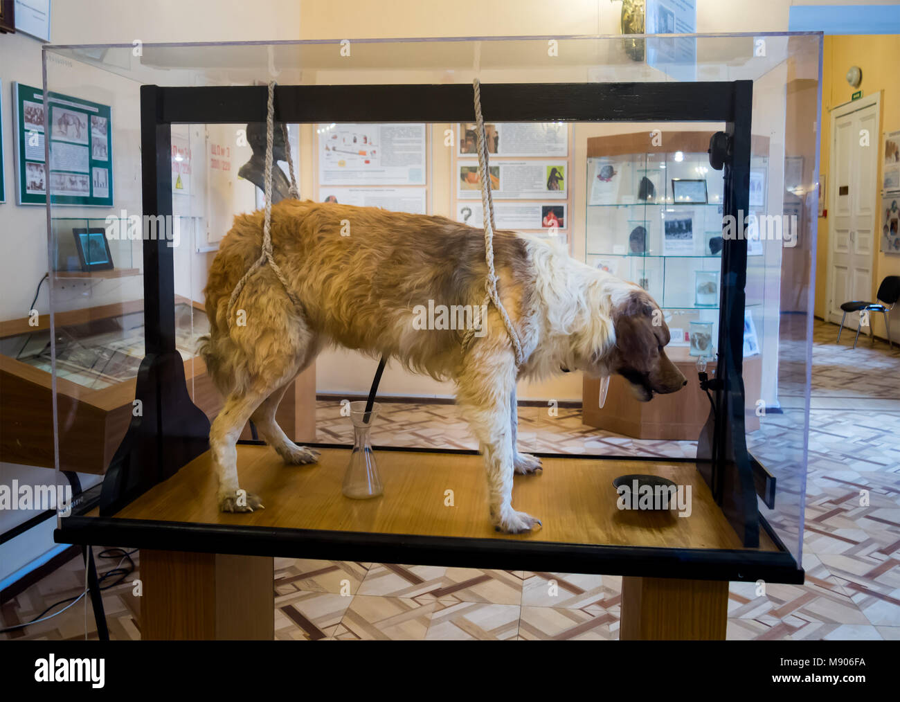 Saint-Petersburg, Russia - February 13, 2016: Stuffed dogs Pavlov's experimental Museum of Hygiene in St. Petersburg Stock Photo