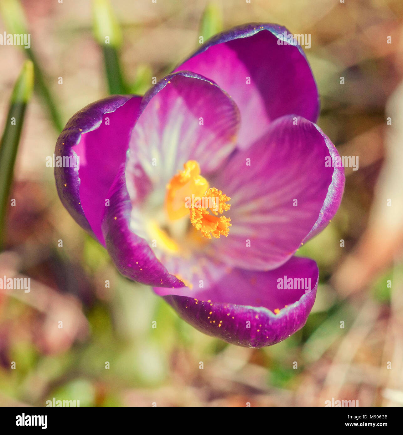 Detail of purple crocus flower in spring. Crocus heuffelianus. Beauty photo filter. Stock Photo