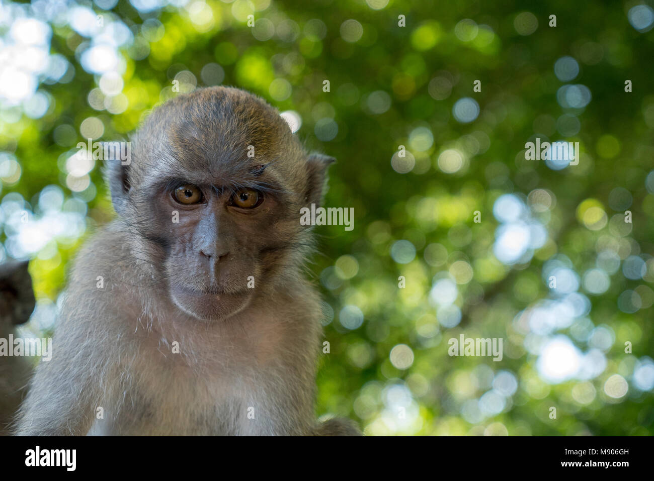 little monkey, ko lanta island - thailand Stock Photo - Alamy