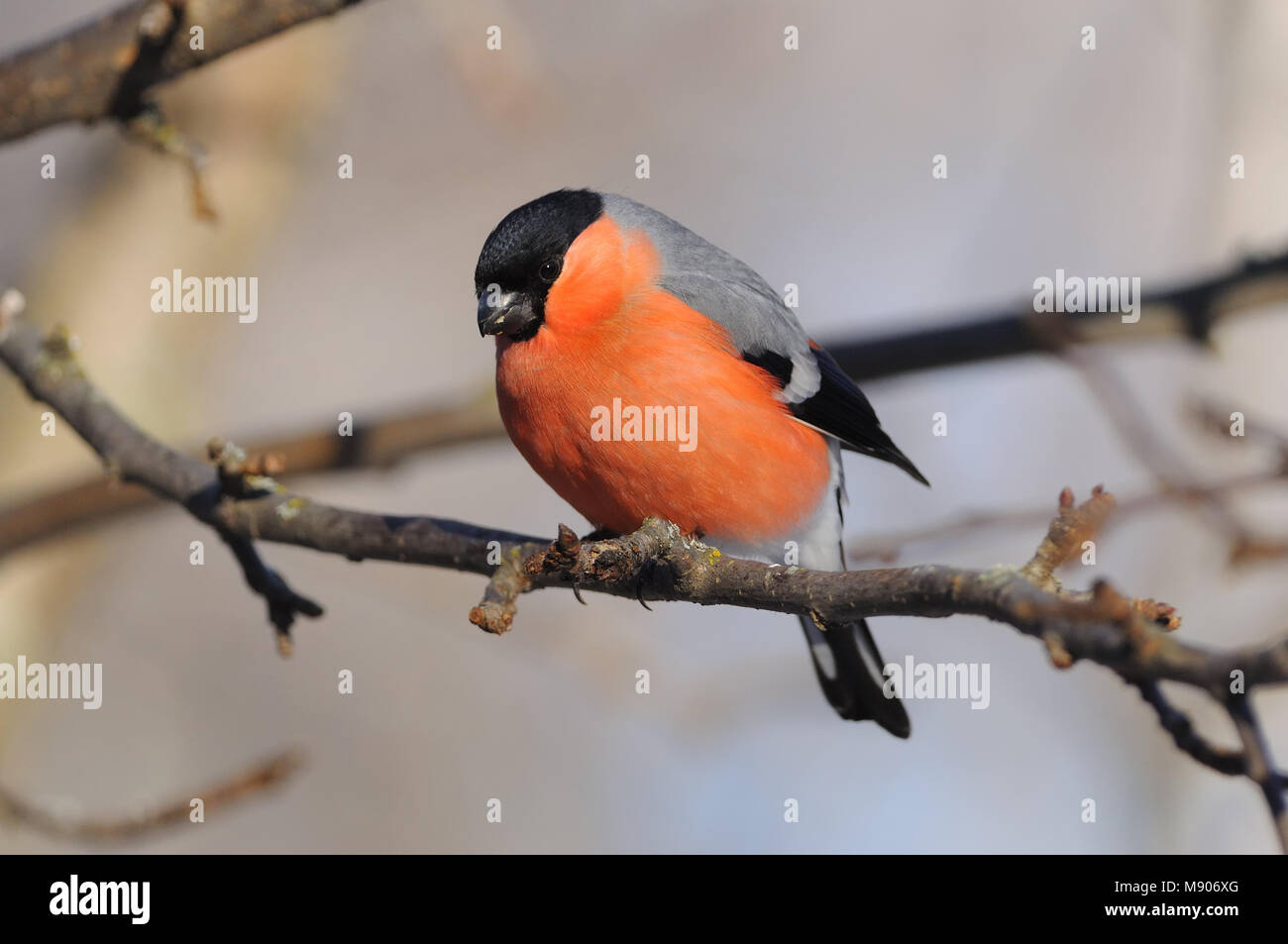 Eurasian (common) bullfinch (Pyrrhula pyrrhula) looks from a branch of wild apples to the ground (where sunflower seeds lie). Stock Photo