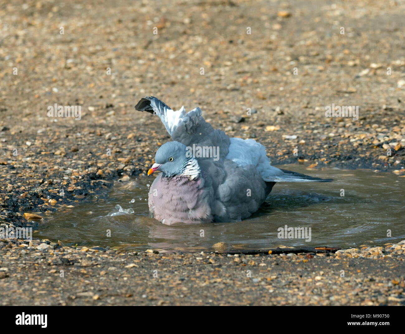Wood Pigeon Columba palumbus bathing in winter Stock Photo