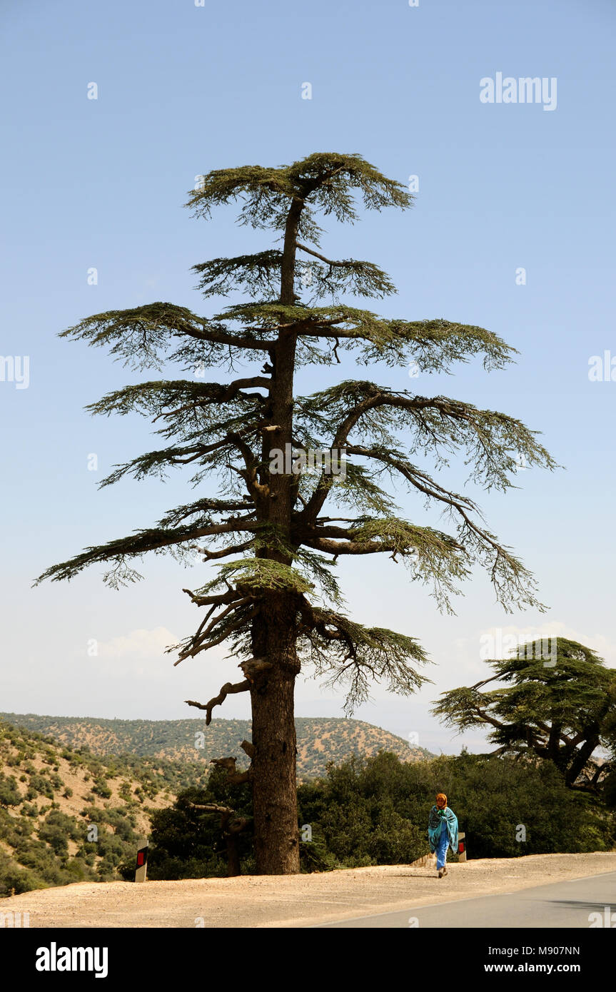 Atlas cedar. Atlas mountains, Morocco Stock Photo Alamy