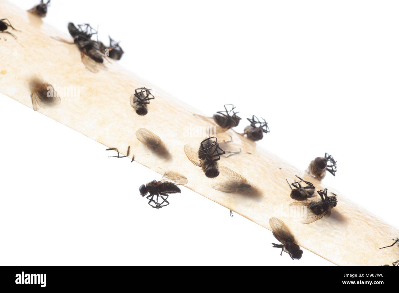Flies on flypaper hires stock photography and images Alamy
