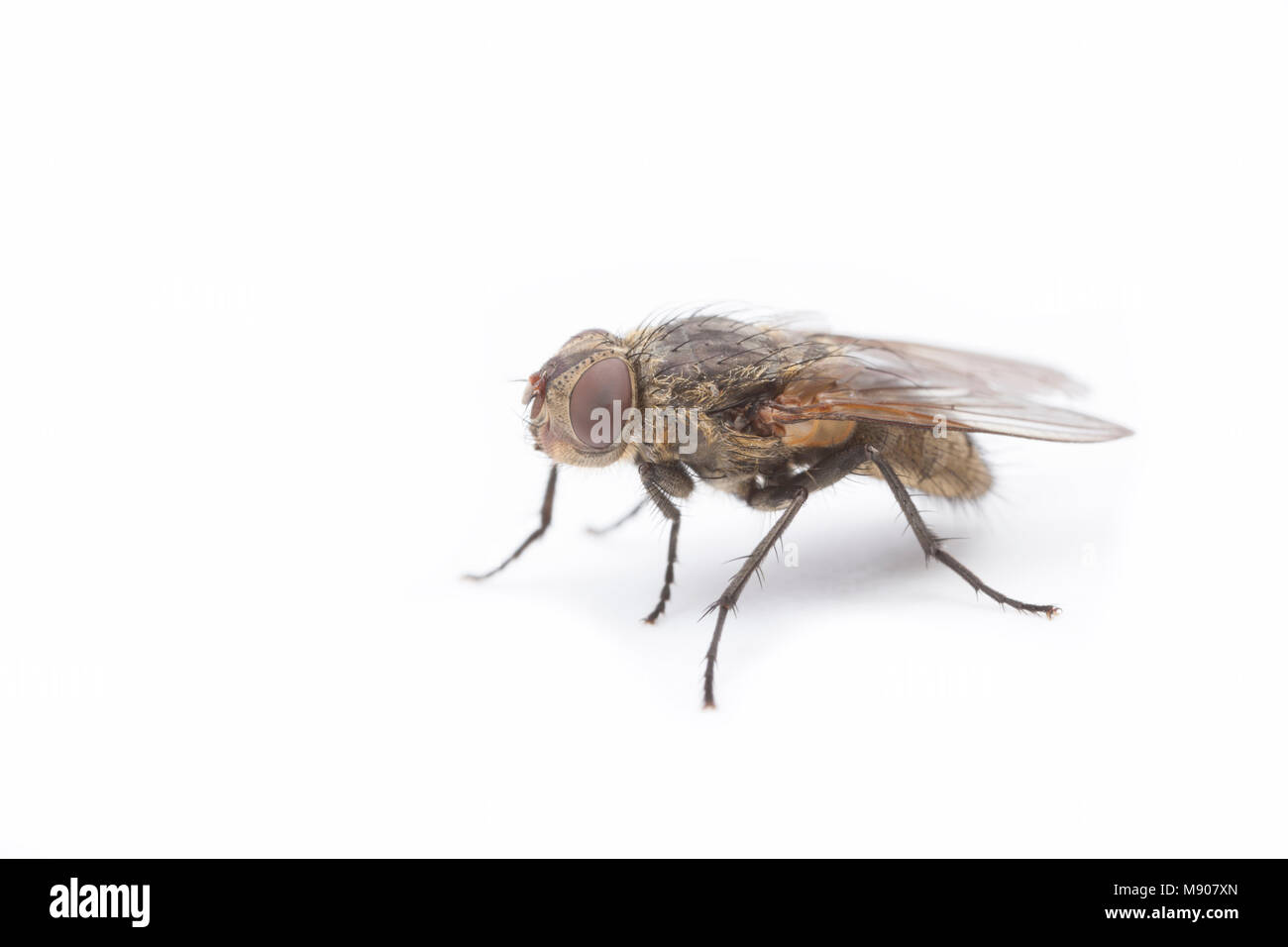 A live Cluster fly, Pollenia rudis, on a white background. These flies can infest homes in large numbers. England UK GB Stock Photo