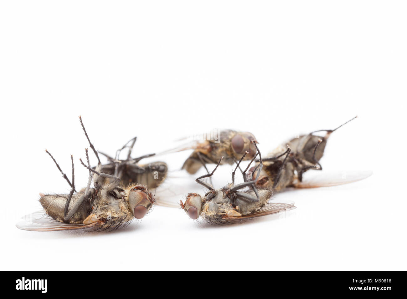 Dead cluster flies, Pollenia rudis,on a white background. These flies can infest homes in large numbers. England UK GB Stock Photo