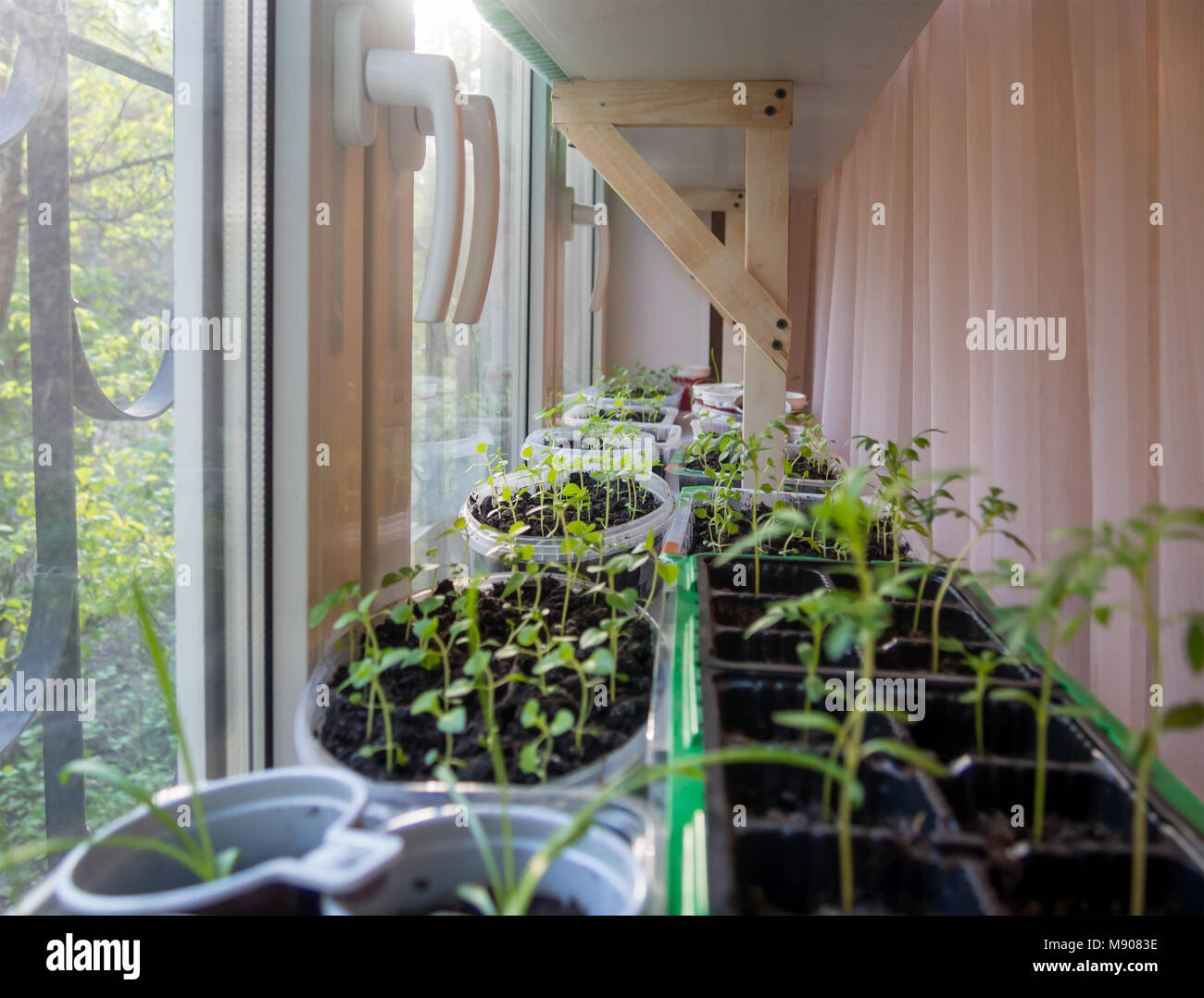 View of Plant seedlings growing on the windowsill apartment spring Stock Photo ...