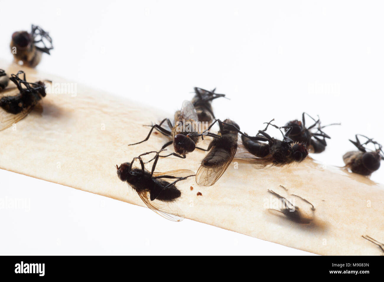 Fly paper and trapped flie - Stock Image - C051/9097 - Science Photo Library