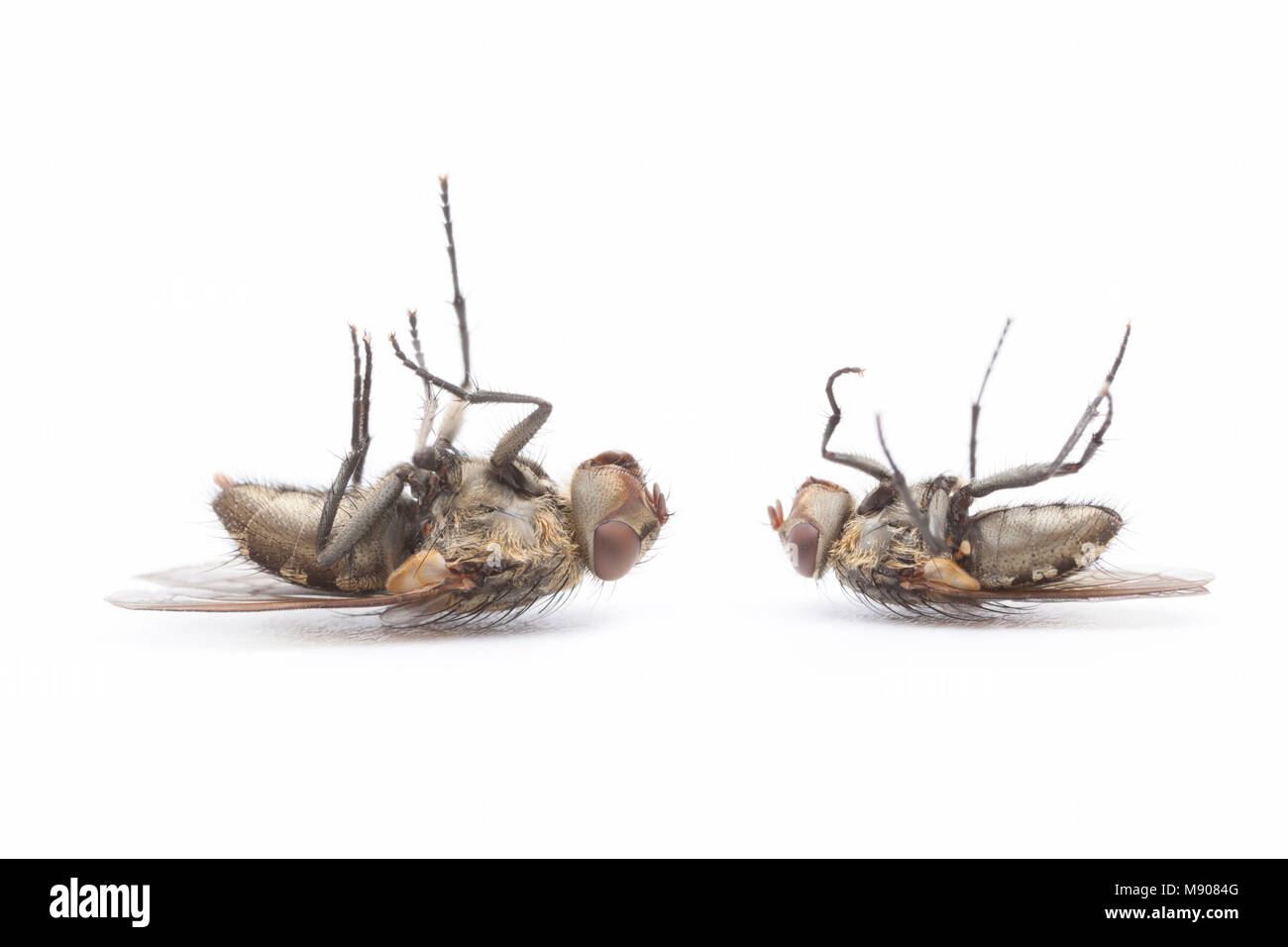 Dead cluster flies, Pollenia rudis,on a white background. These flies can infest homes in large numbers. England UK GB Stock Photo