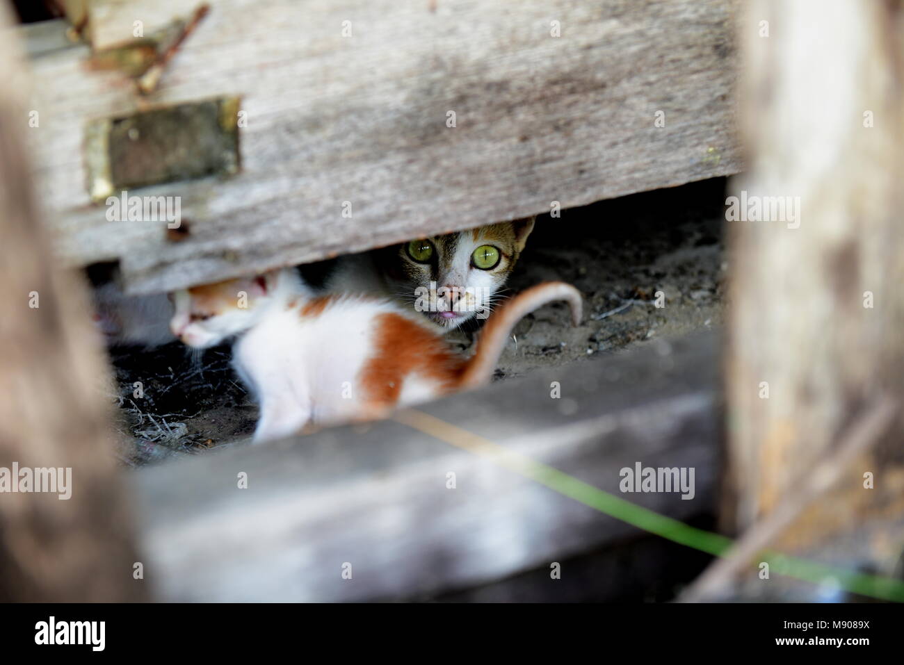 Domestic cats take care of kittens Stock Photo Alamy