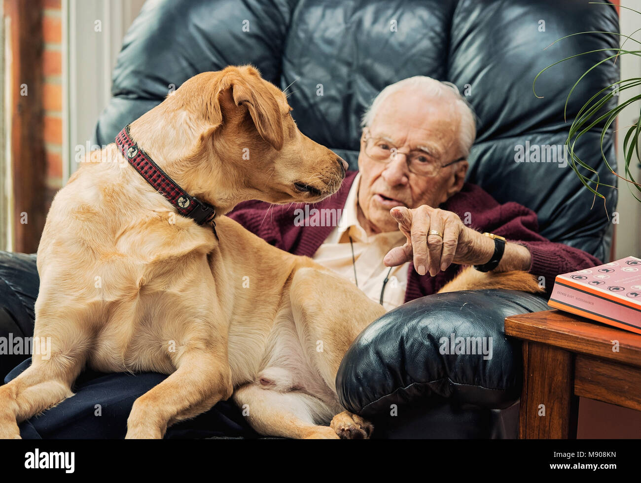 Grandpa with his yellow lab in his lap Stock Photo