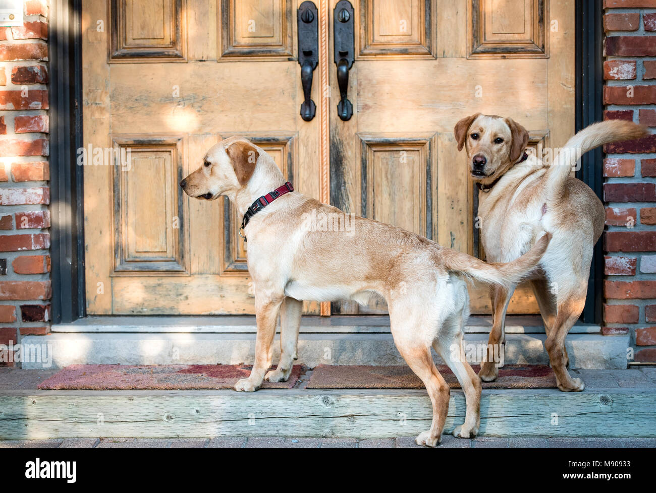 Yellow labs at the entrance doors Stock Photo