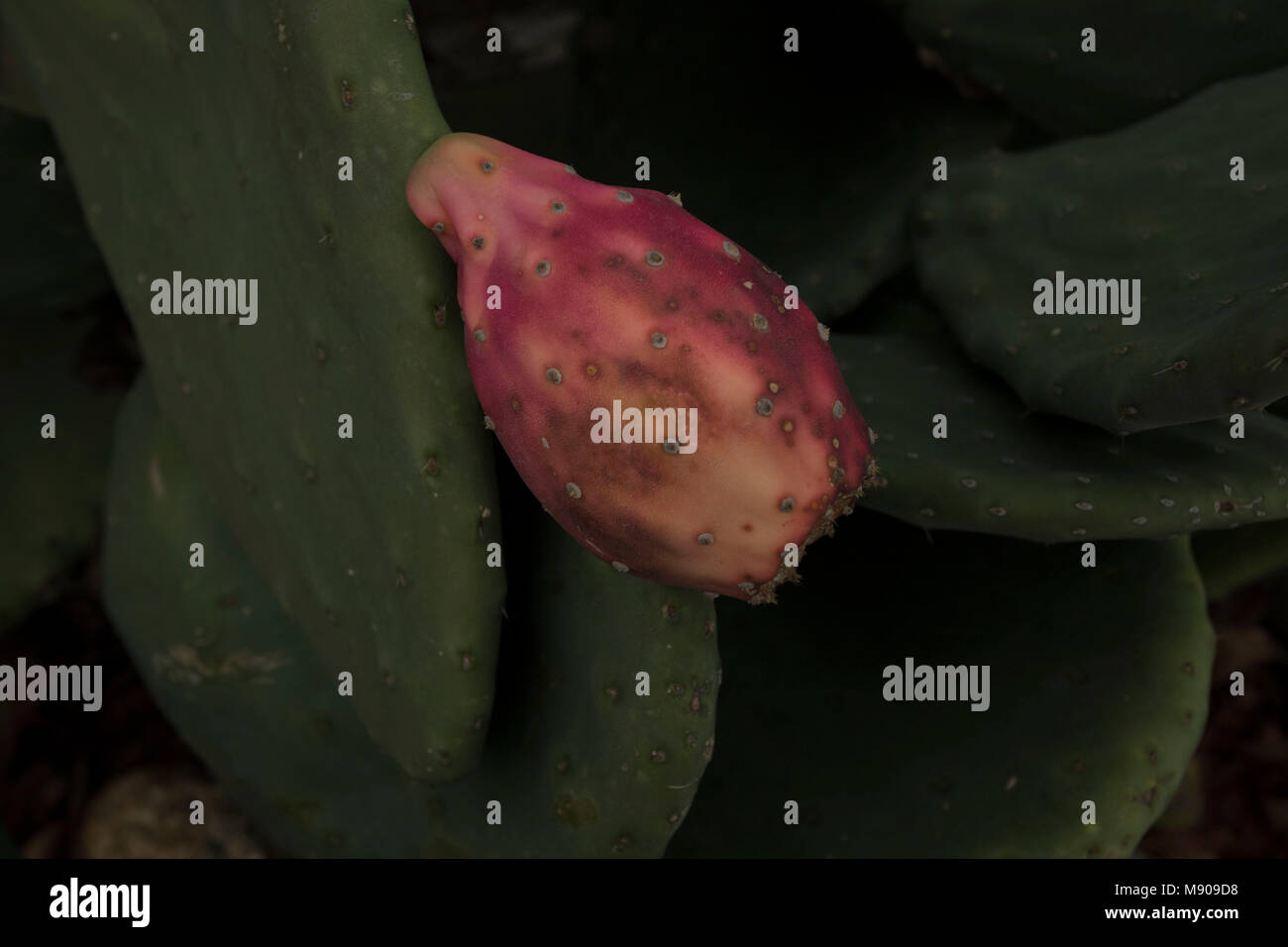 Prickly pear cactus fruit on the plant in Paphos, Cyprus, Mediterranean Stock Photo