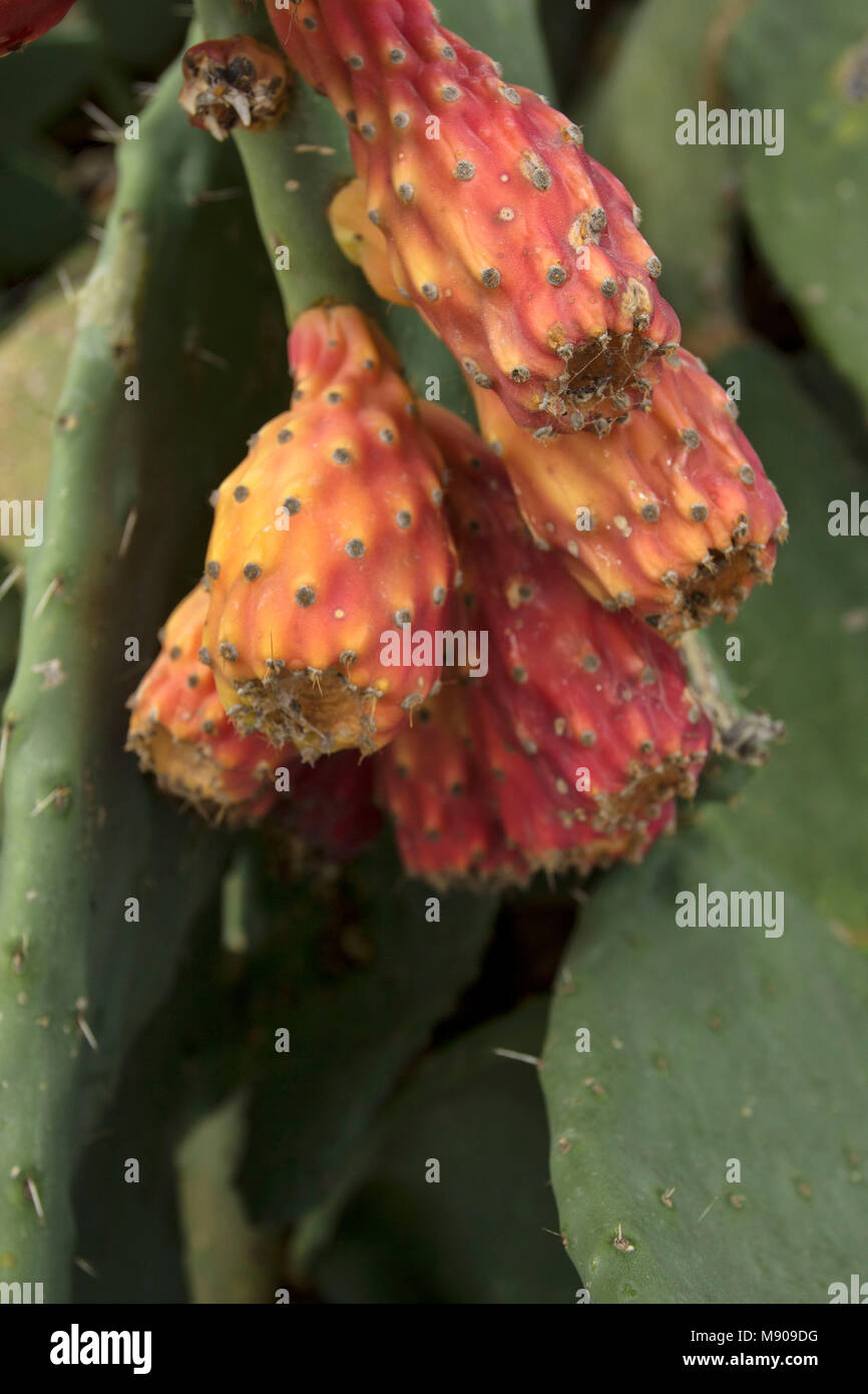 Prickly pear cactus fruit on the plant in Paphos, Cyprus, Mediterranean Stock Photo