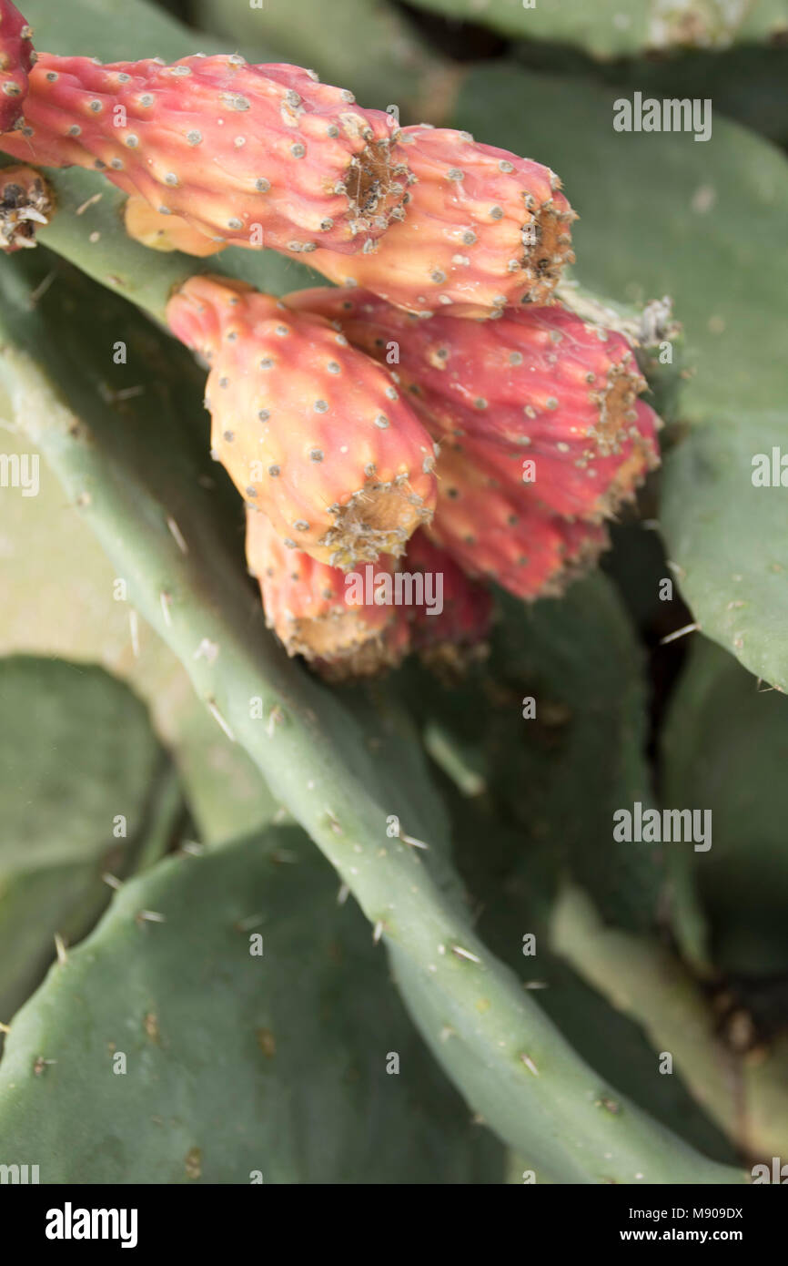 Prickly pear cactus fruit on the plant in Paphos, Cyprus, Mediterranean Stock Photo