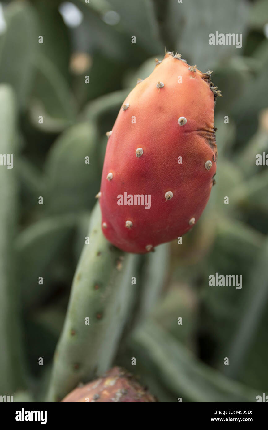 Prickly pear cactus fruit on the plant in Paphos, Cyprus, Mediterranean
