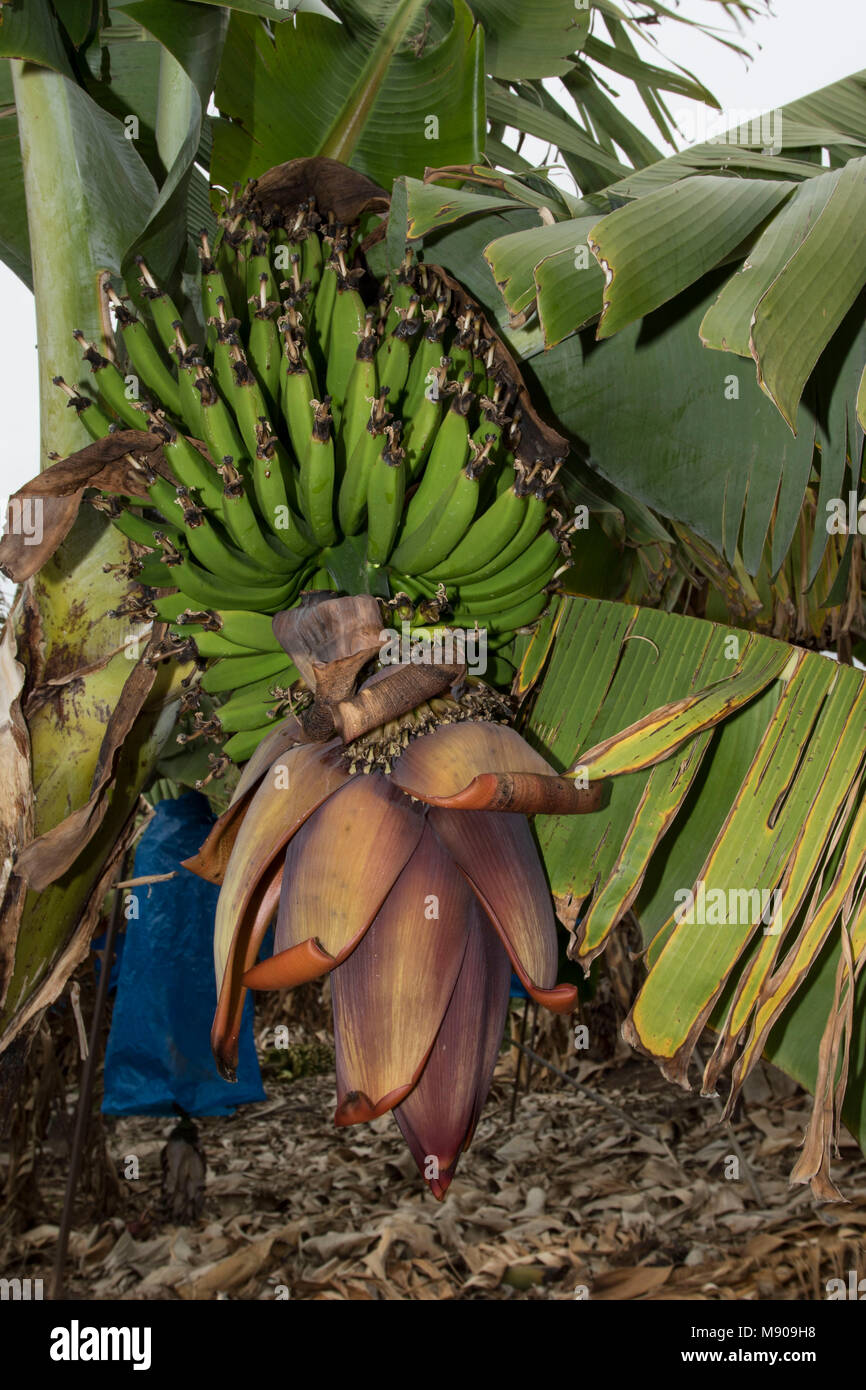 Green bananas and banana flowers on the tree being grown commercially