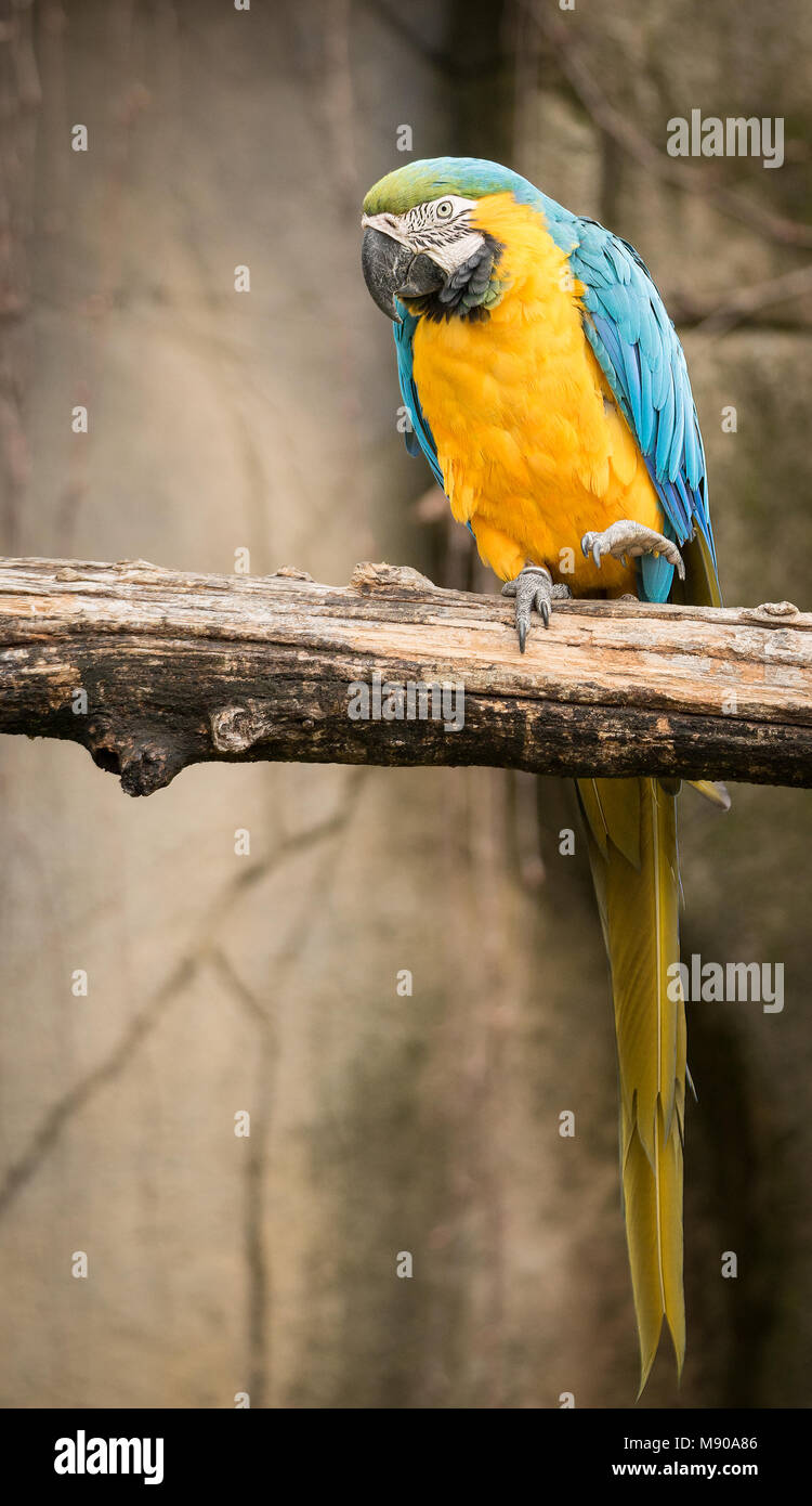 The blue-and-yellow macaw (Ara ararauna), also known as the blue-and-gold macaw. Stock Photo