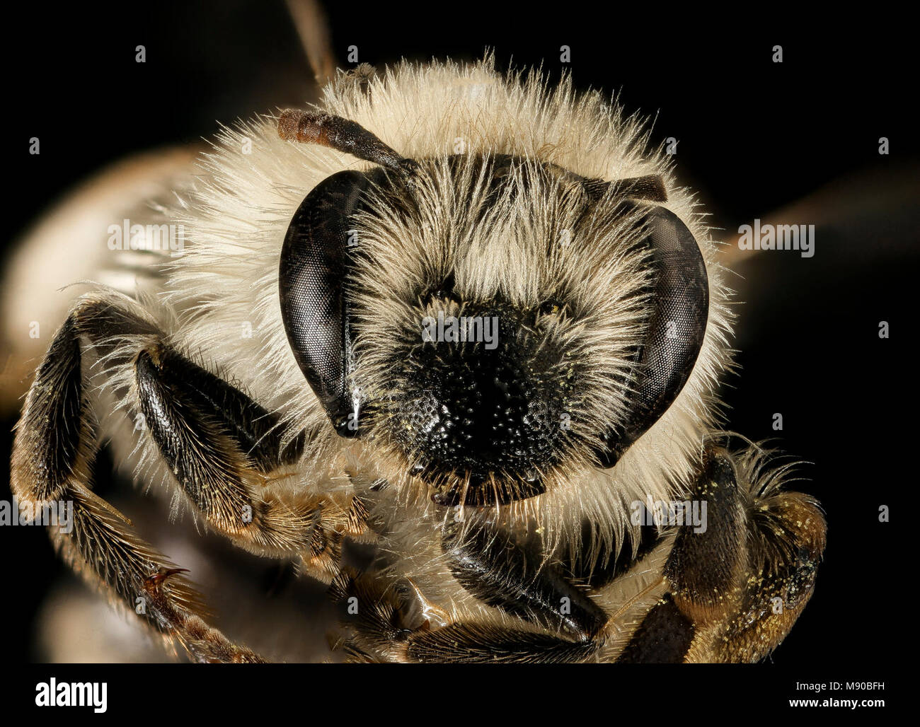 Andrena (Parandrena) weilesleyana, f, face, Middlesex Co, MA Stock Photo