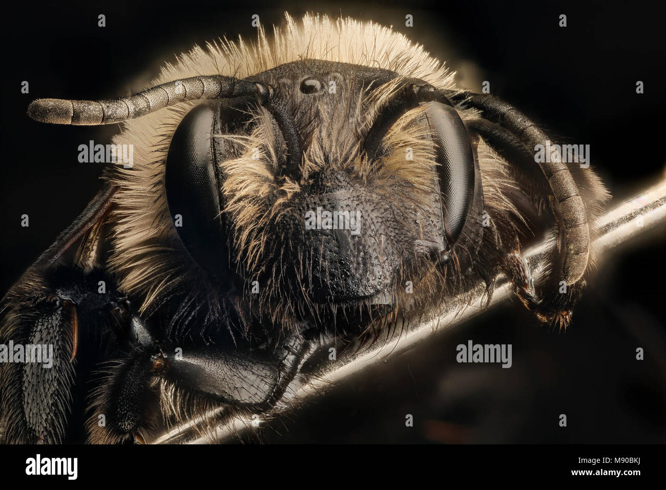 Andrena carlini, f, face, Cecil Co Maryland Stock Photo