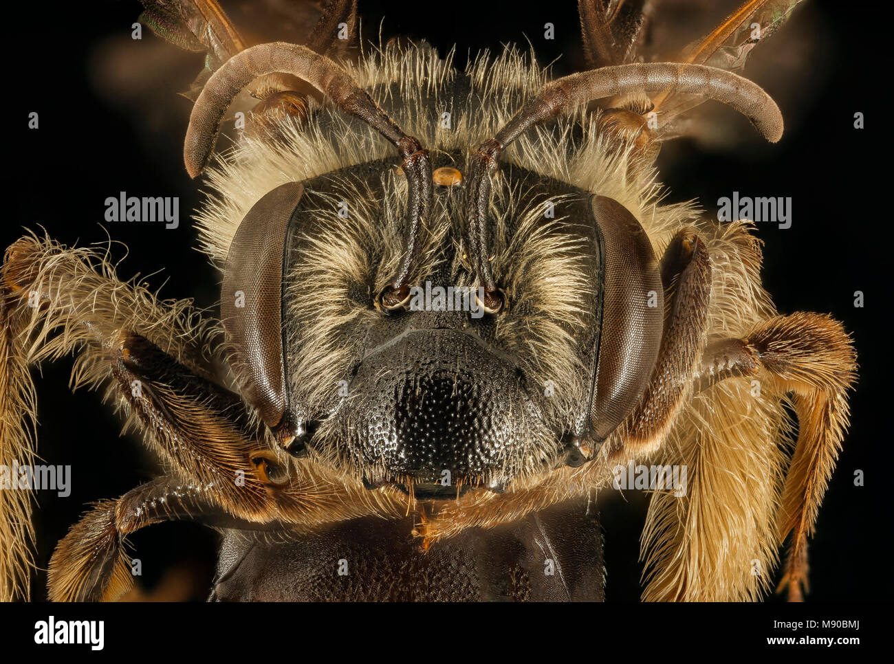 Andrena confederata, f, face, Pr Georges Co, MD Stock Photo