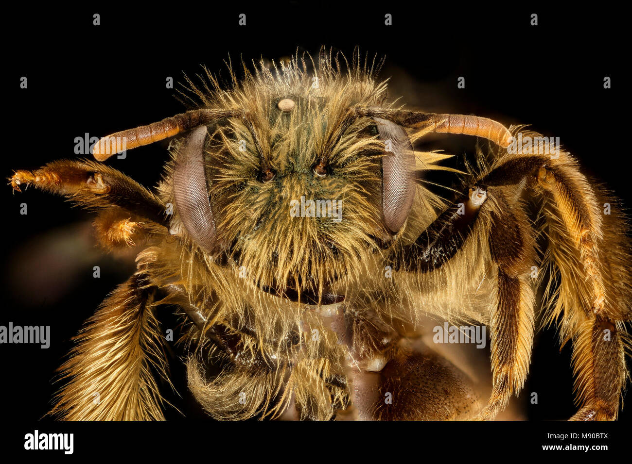 Andrena gnaphalii, f, face, Santa Barbara, CA Stock Photo
