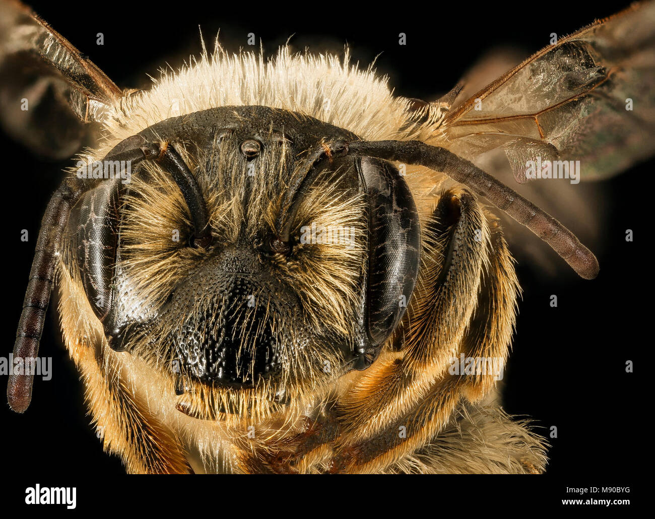 Andrena illini, f, face, Somerset Co, MD Stock Photo