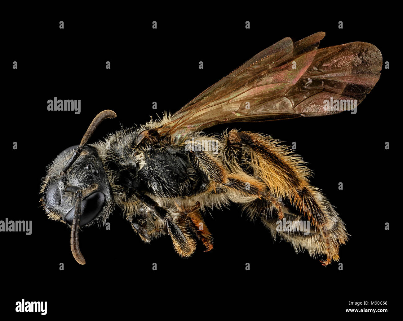 Andrena robertsonii, F, Side, MD, Boonesboro Stock Photo