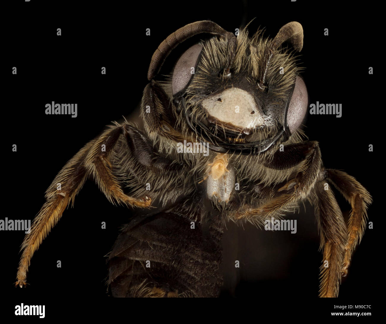 Bee.  Andrena uvulariae, M, Face, MA, Franklin County Stock Photo