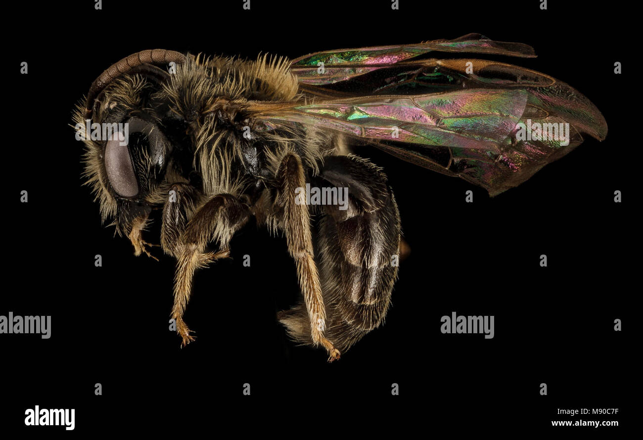 Bee.  Andrena uvulariae, M, Side, MA, Franklin County Stock Photo