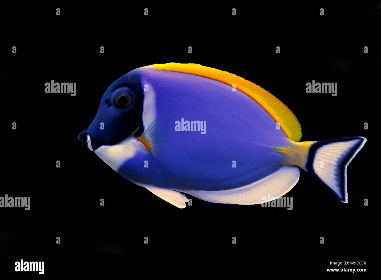 Powder Blue Tang (Acanthurus leucosternon Stock Photo Alamy