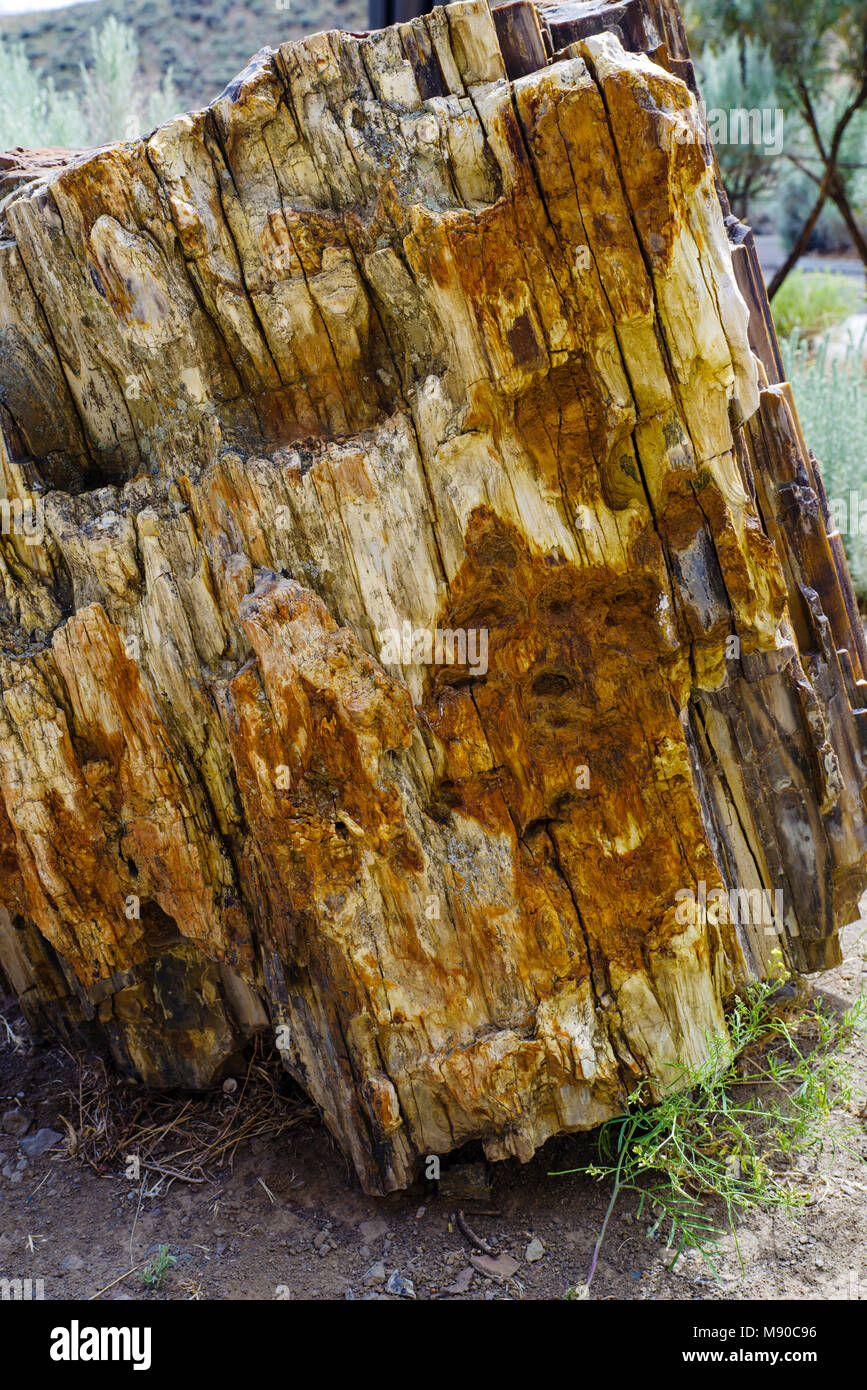Petrified wood on display at the Thomas Condon Paleontology Center.  John Day Fossil Beds, Mitchell, Oregon Stock Photo