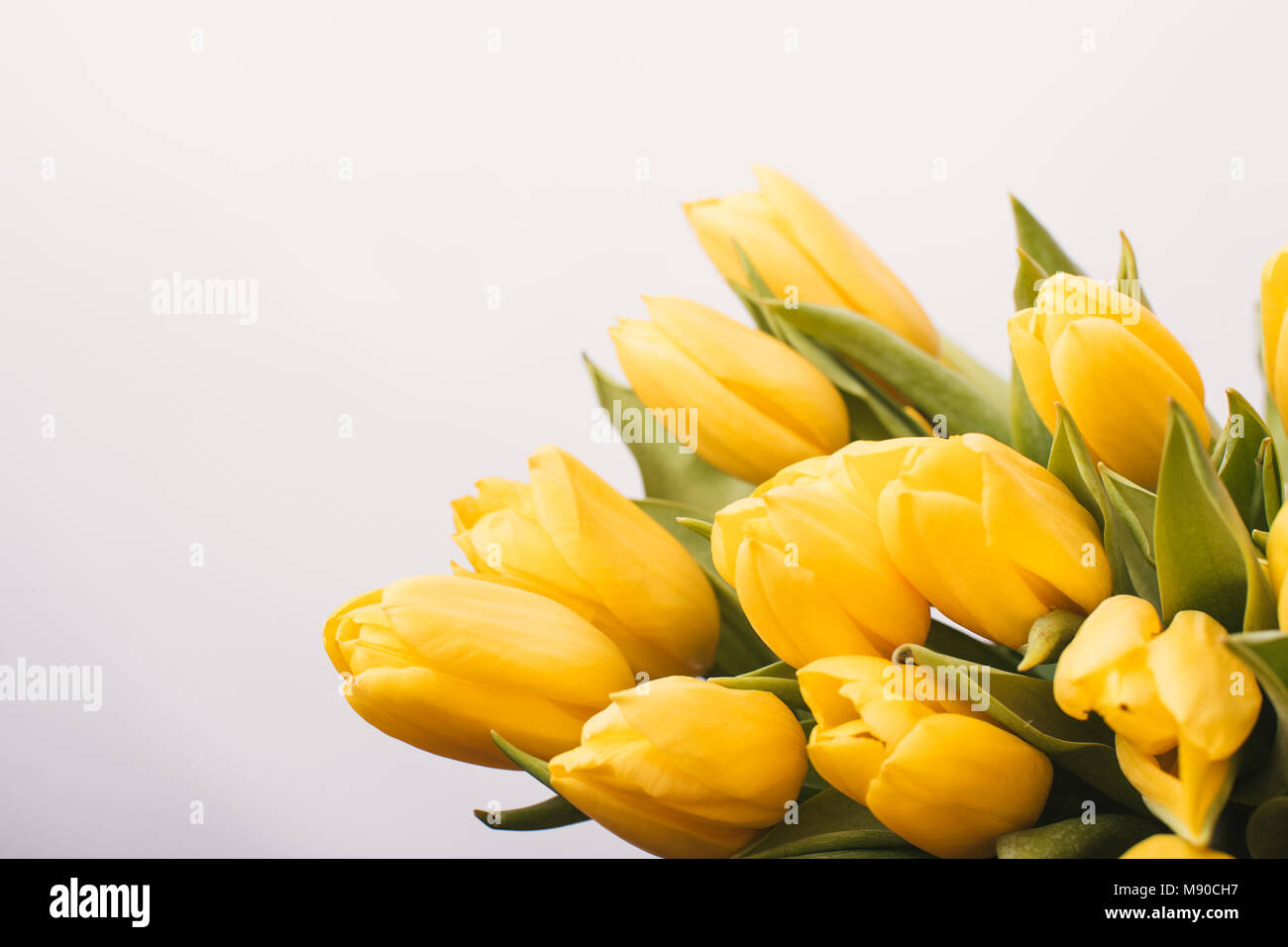 Yellow tulips isolated on a white background Stock Photo - Alamy