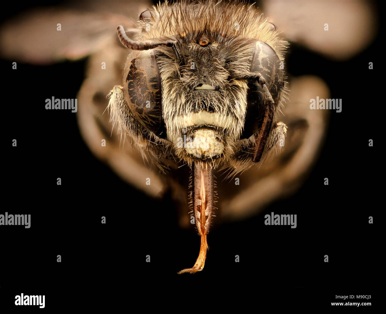 Anthophora exigua, m, face, Mariposa CA Stock Photo
