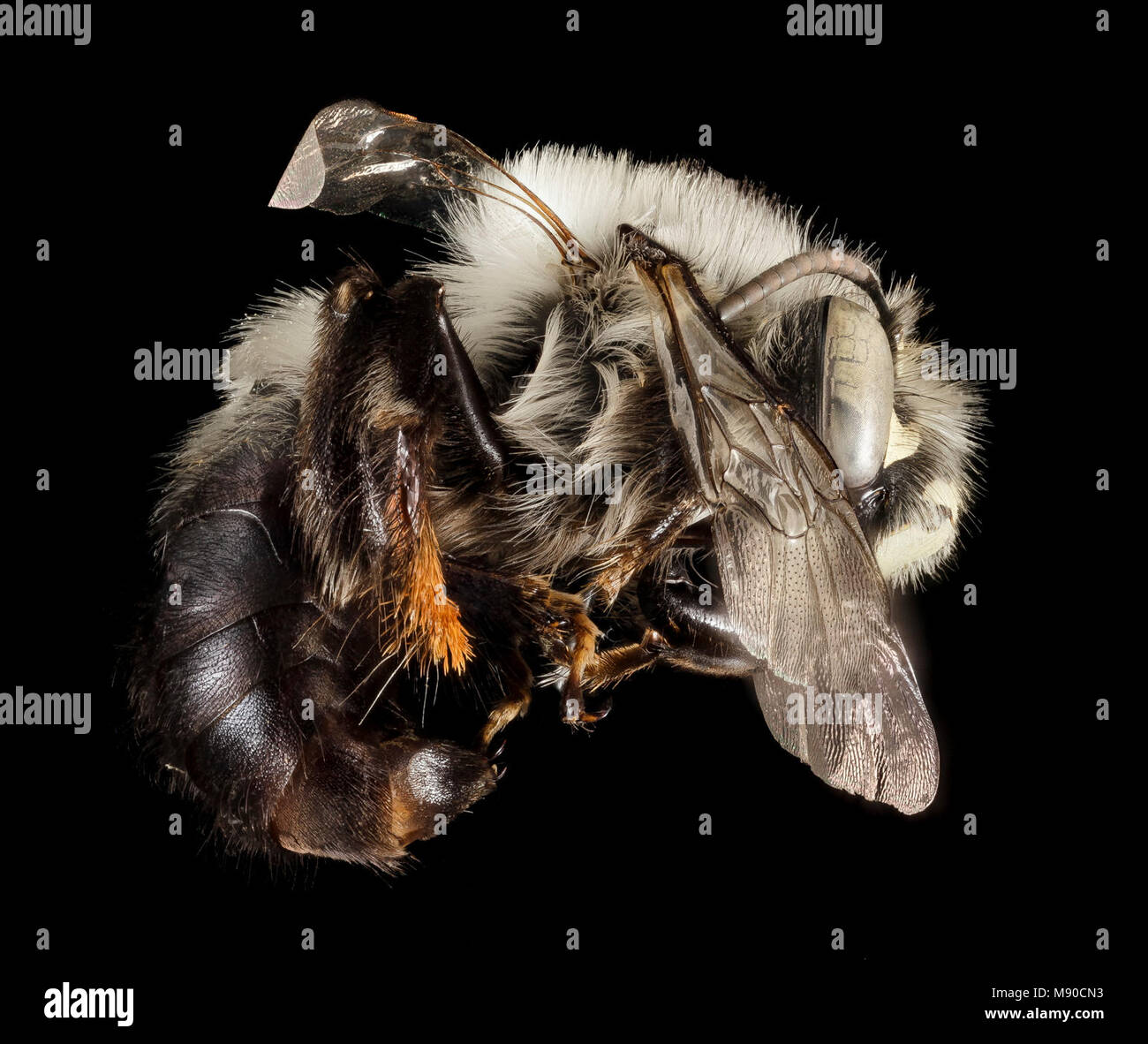 Anthophora ursina, M, Side, Fannin County Stock Photo Alamy