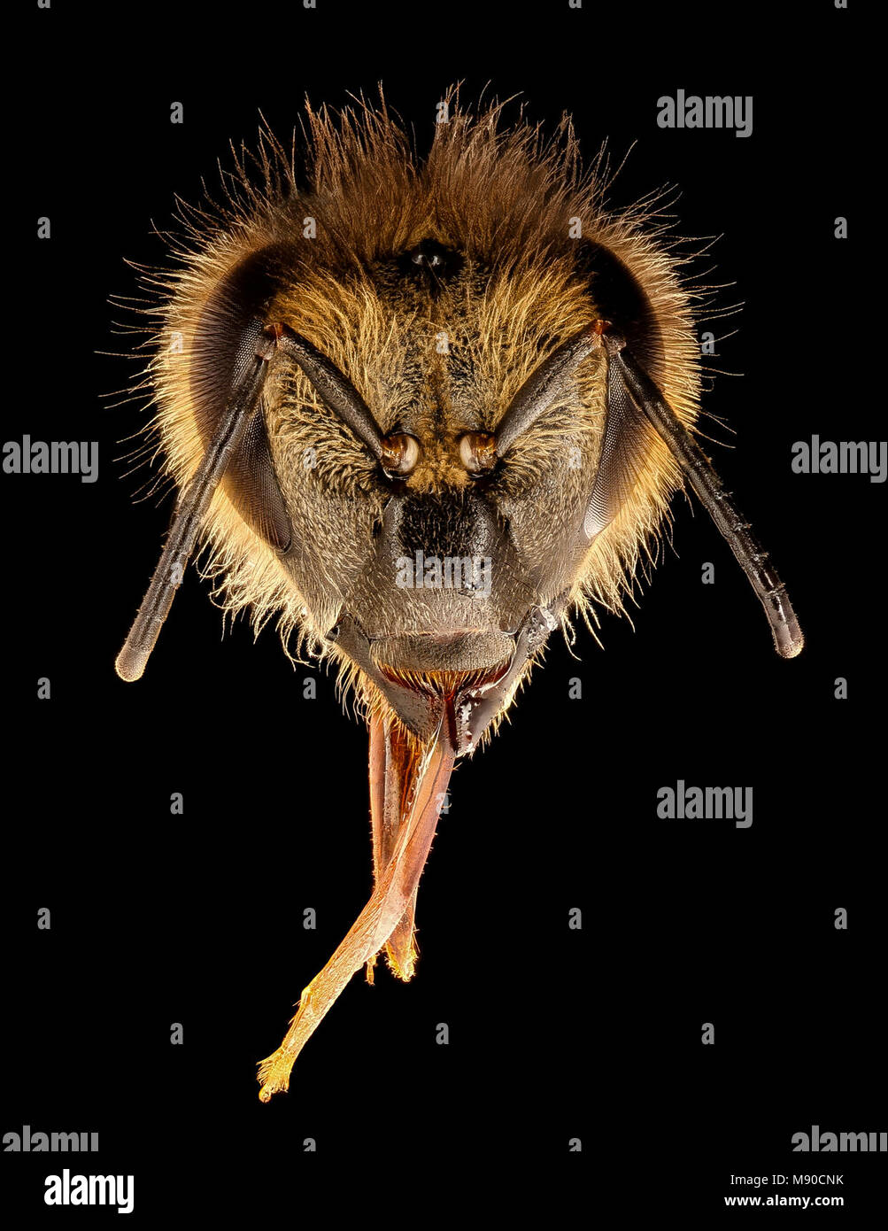 Head of a honey bee.... Apis mellifera, head, beltsville, md Stock