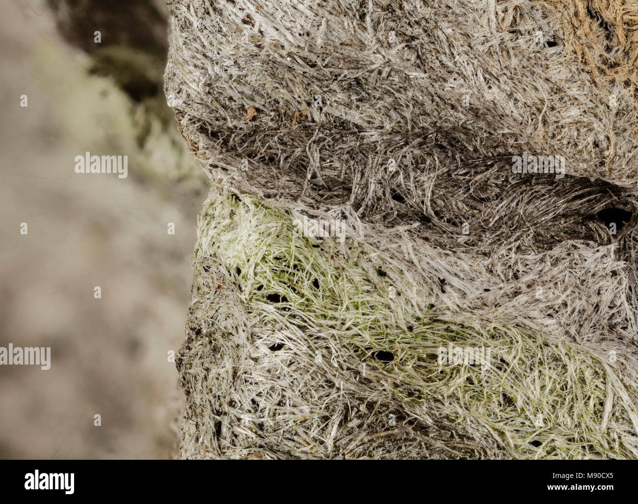 bald faced nest, beltsville, pg county Stock Photo Alamy