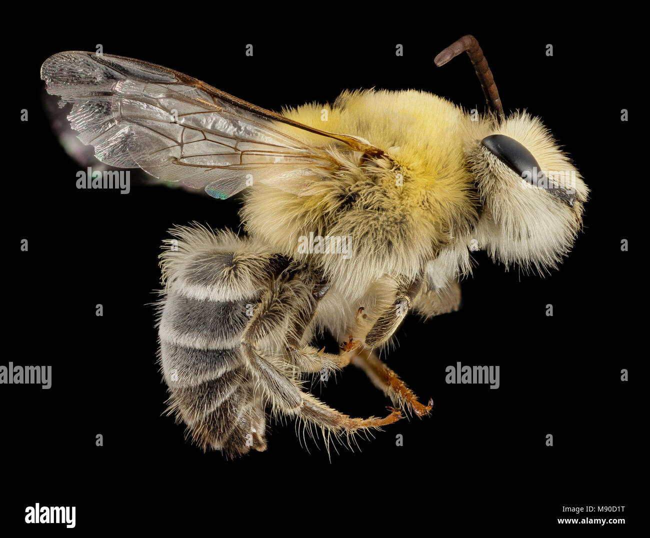 Bee. bee cute furry face, m, argentina, side Stock Photo - Alamy