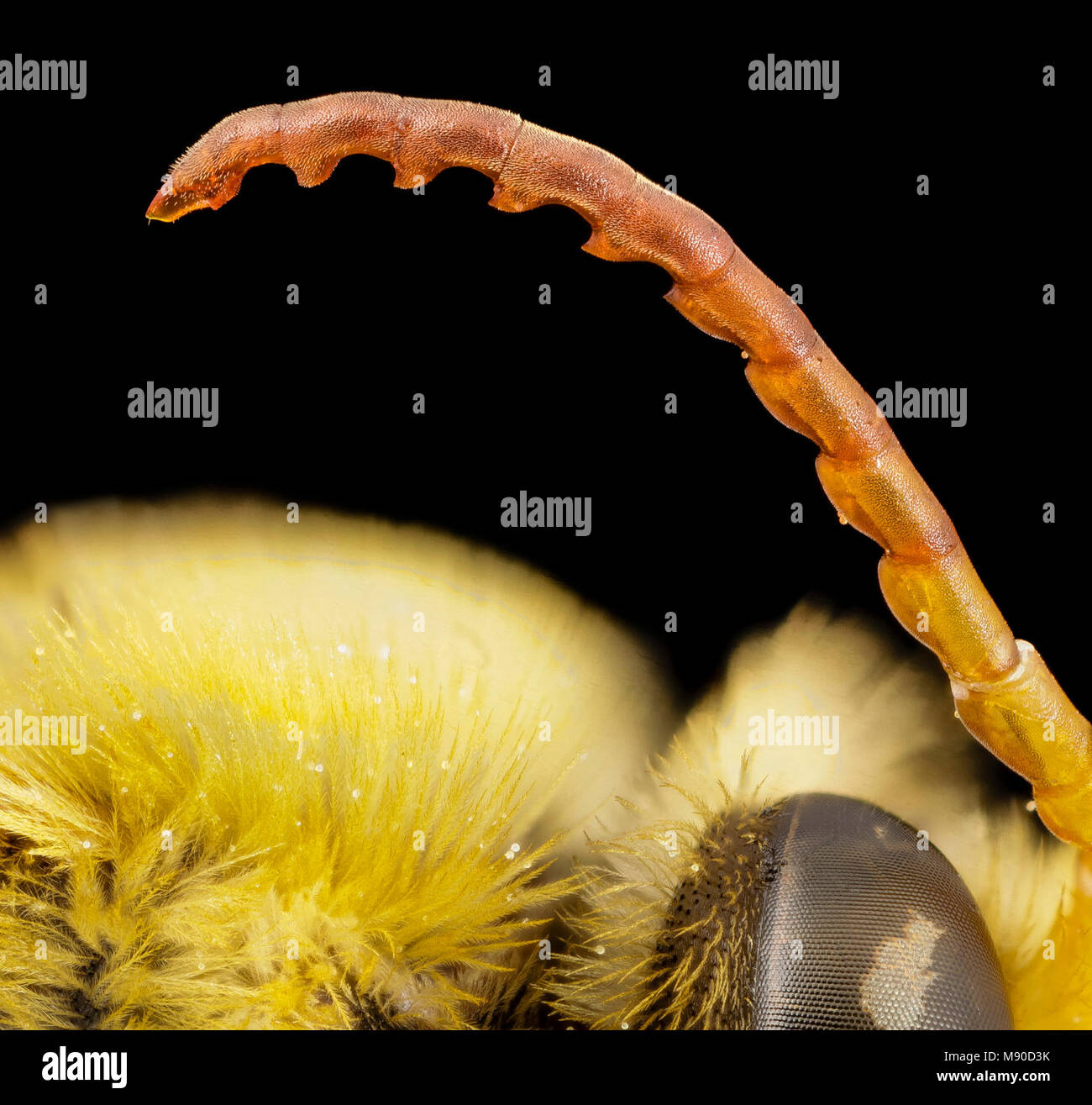 Bee. bee species cutout antennae, m, mexico, antennae Stock Photo Alamy