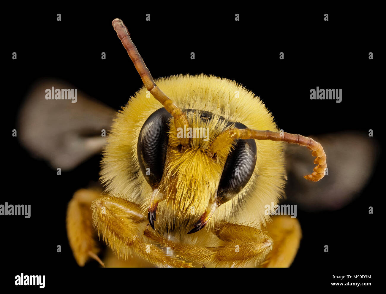 Bee.  bee species cutout antennae, m, mexico, face Stock Photo