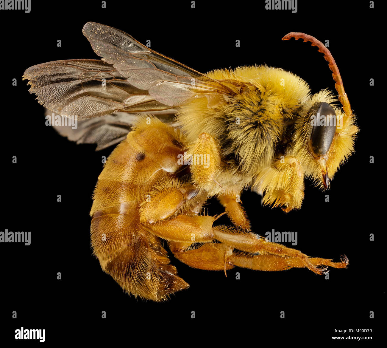 Bee.  bee species cutout antennae, m, mexico, side Stock Photo