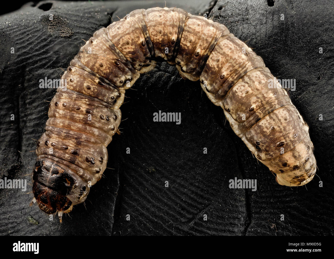 black cutworm, curled Stock Photo