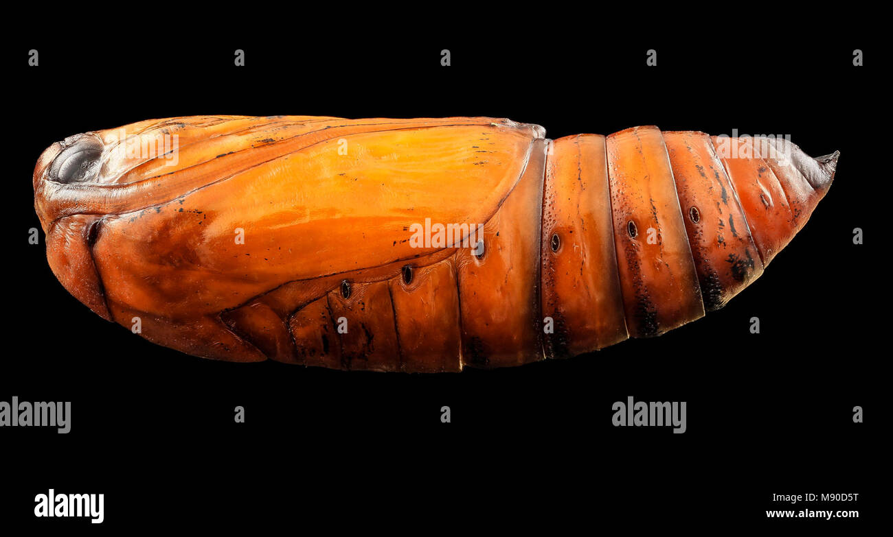 black cutworm, pupae, side Stock Photo