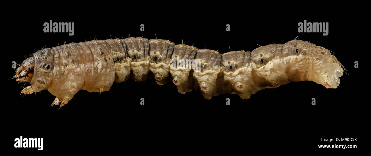 black cutworm, side Stock Photo