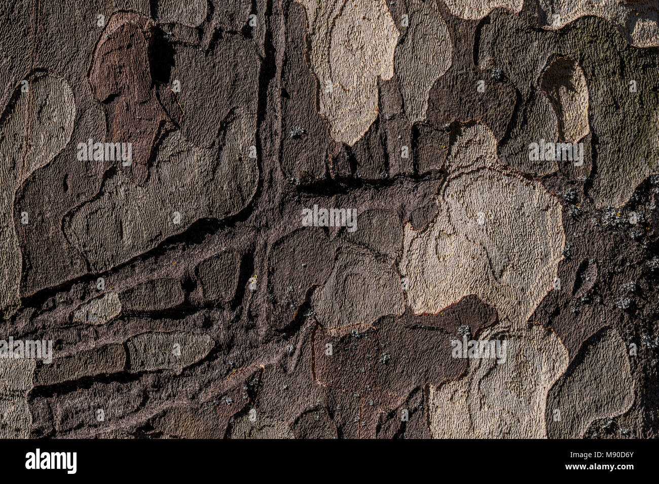 High resolution sycamore tree bark image suitable for unique mottled background texture Stock Photo