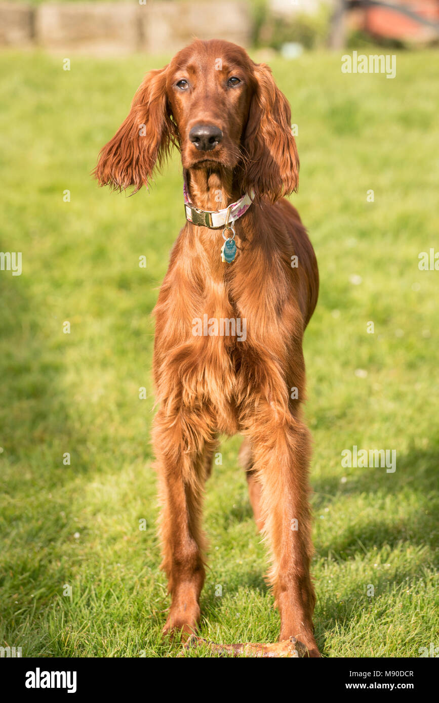 An Irish Setter puppy looks at the camera pausing from chewing a bone in the backyard Stock Photo